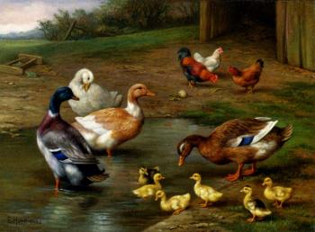 埃德加 亨特 Chickens Ducks And Ducklings Paddling